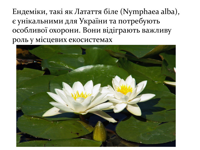 Ендеміки, такі як Латаття біле (Nymphaea alba), є унікальними для України та потребують особливої охорони. Вони відіграють важливу роль у місцевих екосистемах