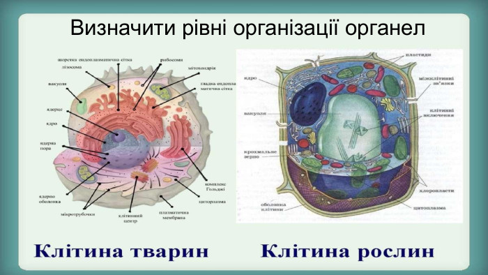 Визначити рівні організації органел
