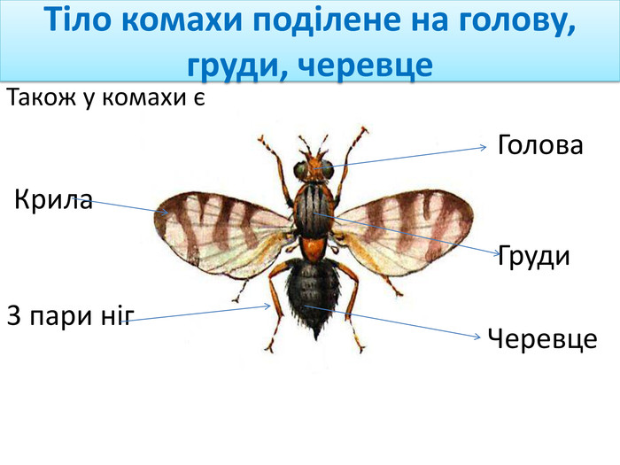 Тіло комахи поділене на голову, груди, черевце Крила 3 пари ніг Голова. Груди. Черевце Також у комахи є