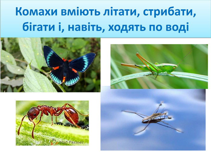 Комахи вміють літати, стрибати, бігати і, навіть, ходять по воді