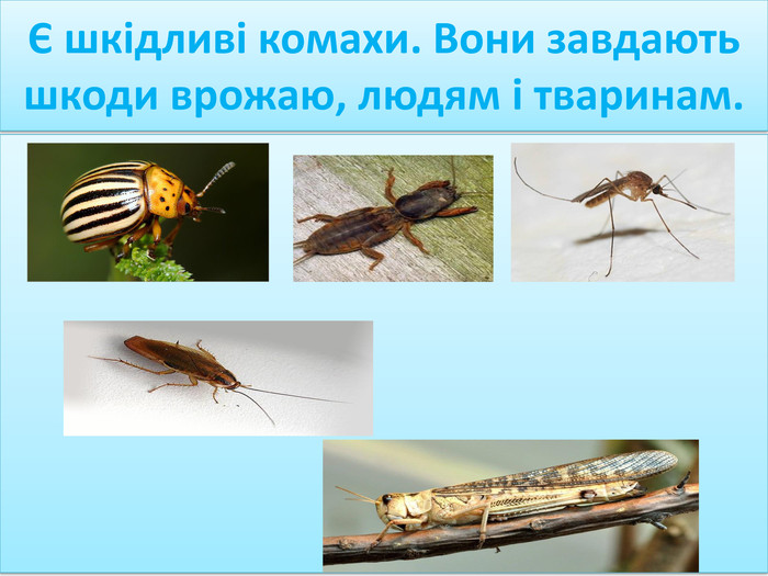 Є шкідливі комахи. Вони завдають шкоди врожаю, людям і тваринам.