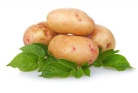 Картинки по запросу картопля