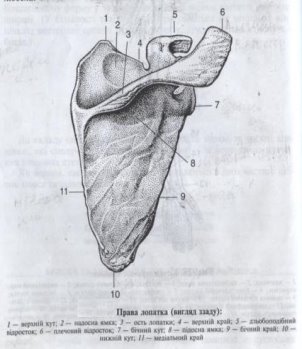 http://anatomia.com.ua/wp-content/uploads/2012/02/shoulder.jpg