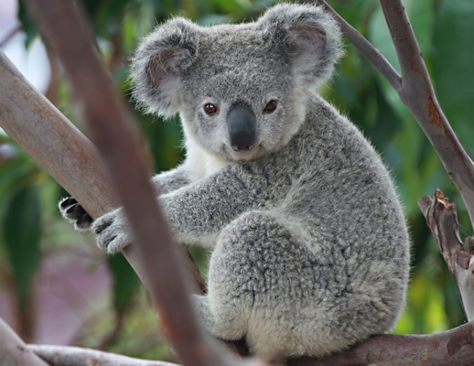 Картинки по запросу коала фото