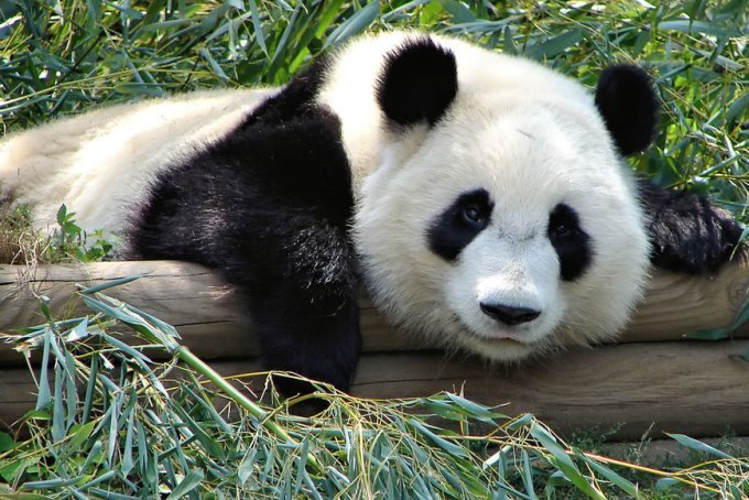 Картинки по запросу панда фото