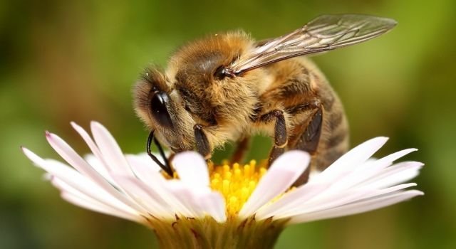 Картинки по запросу бджола фото