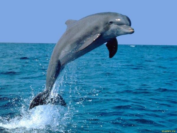 Картинки по запросу дельфін фото