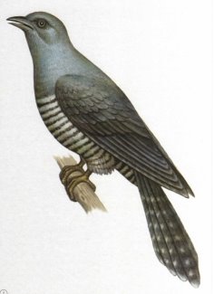 http://dasha46.narod.ru/Encyclopedic_Knowledge/Biology/Animals/Birds/2/Kukushka1.jpg