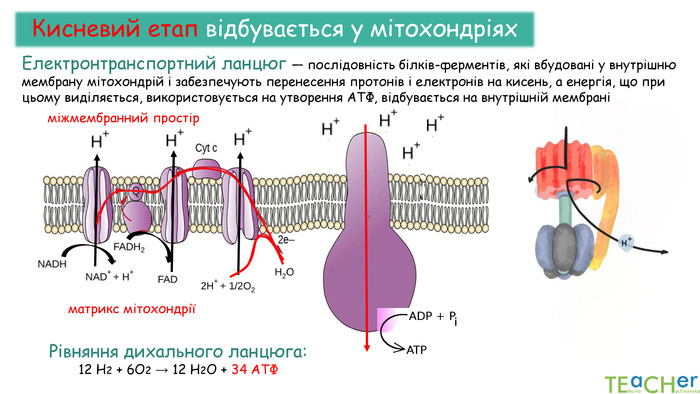 міжмембранний простірматрикс мітохондріїКисневий етап відбувається у мітохондріях. Електронтранспортний ланцюг — послідовність білків-ферментів, які вбудовані у внутрішню мембрану мітохондрій і забезпечують перенесення протонів і електронів на кисень, а енергія, що при цьому виділяється, використовується на утворення АТФ, відбувається на внутрішній мембрані Рівняння дихального ланцюга:12 Н2 + 6 О2 → 12 Н2 О + 34 АТФ