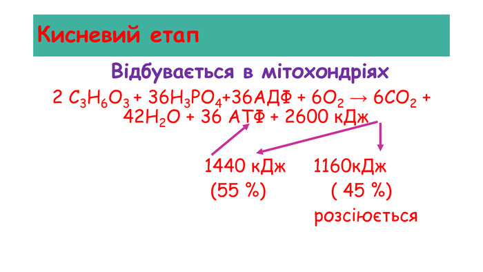 Кисневий етап Відбувається в мітохондріях2 С3 Н6 О3 + 36 Н3 РО4+36 АДФ + 6 О2 → 6 СО2 + 42 Н2 О + 36 АТФ + 2600 к. Дж 1440 к. Дж 1160к. Дж (55 %) ( 45 %) розсіюється