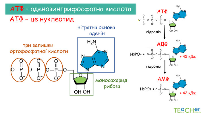 АТФ – аденозинтрифосфатна кислота. АТФ – це нуклеотид нітратна основа аденінмоносахарид рибозатри залишки ортофосфатної кислотигідролізгідроліз. Н3 РО4 +АТФАДФН3 РО4 +АМФ+ 42 к. Дж+ 42 к. Дж