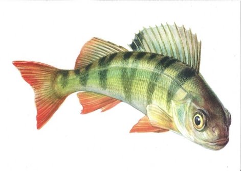 Картинки по запросу "предметные рисунки рыбка"