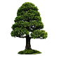 Дерево сосна PNG фото
