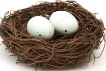 D:\АЛЬОНА\2018\відкритий урок 2019\depositphotos_8699217-stock-photo-birds-nest-with-eggs.jpg