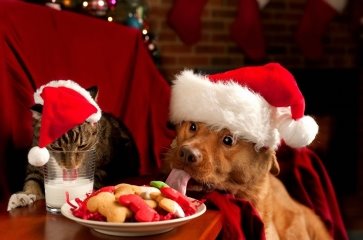 Dog and Cat | Рождественская собака, Смешное рождество, Смешные фотографии  животных