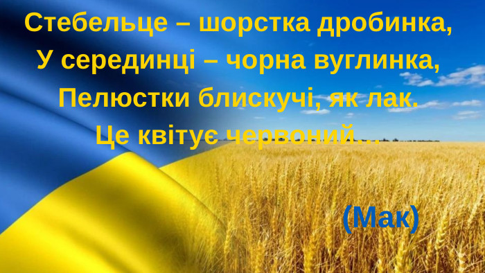 Стебельце – шорстка дробинка,У серединці – чорна вуглинка,Пелюстки блискучі, як лак. Це квітує червоний… (Мак)