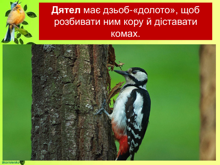 Дятел має дзьоб-«долото», щоб розбивати ним кору й діставати комах. 