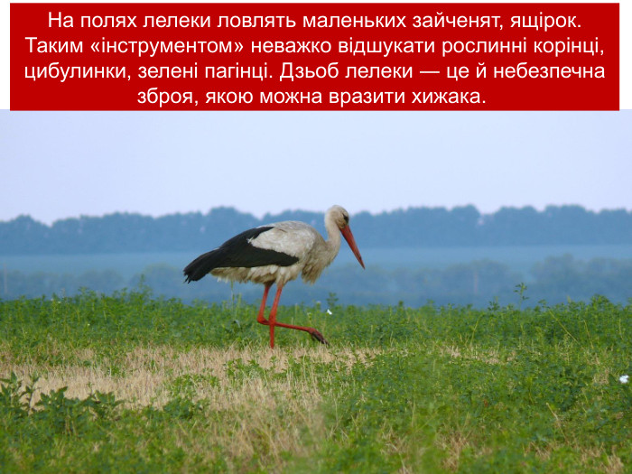 На полях лелеки ловлять маленьких зайченят, ящірок. Таким «інструментом» неважко відшукати рослинні корінці, цибулинки, зелені пагінці. Дзьоб лелеки ― це й небезпечна зброя, якою можна вразити хижака.  