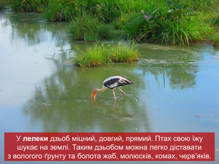 У лелеки дзьоб міцний, довгий, прямий. Птах свою їжу шукає на землі. Таким дзьобом можна легко діставати  з вологого ґрунту та болота жаб, молюсків, комах, черв’яків. 