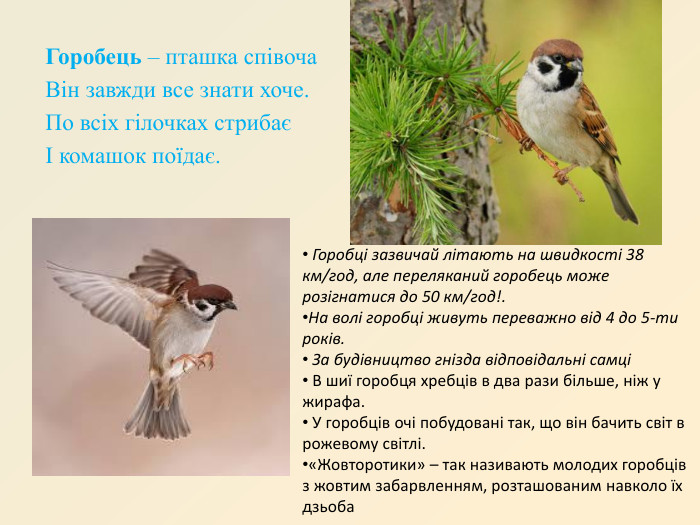 Горобець – пташка співоча Він завжди все знати хоче. По всіх гілочках стрибає І комашок поїдає.  Горобці зазвичай літають на швидкості 38 км/год, але переляканий горобець може розігнатися до 50 км/год!. На волі горобці живуть переважно від 4 до 5-ти років.   За будівництво гнізда відповідальні самці  В шиї горобця хребців в два рази більше, ніж у жирафа.  У горобців очі побудовані так, що він бачить світ в рожевому світлі. «Жовторотики» – так називають молодих горобців з жовтим забарвленням, розташованим навколо їх дзьоба  