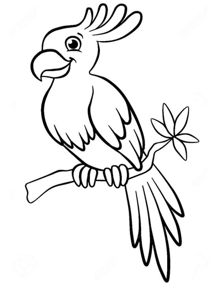 Картинки по запросу "parrot drawing for kids"