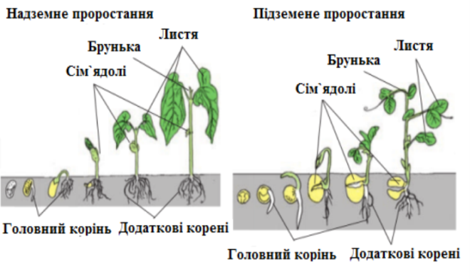 Картинки по запросу "картинка проростання насіння квасолі дослід"