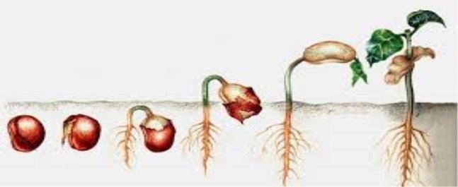 Картинки по запросу "картинка проростання насіння квасолі дослід"