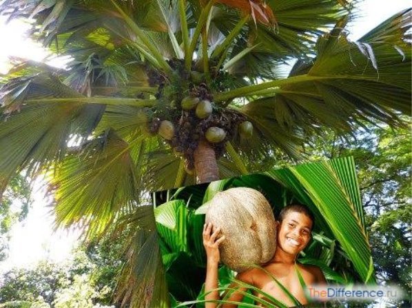 Картинки по запросу "картинка насіння сейшельської пальми"