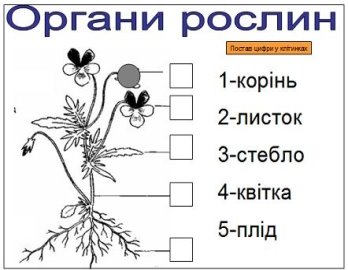Роздаткова картка: Будова рослини. Органи рослин: корінь, квітка ...
