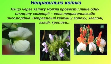 Квітка - презентація з біології