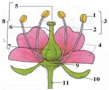 Тест-кросворд для 6 класу на тему: "Будова квітки"