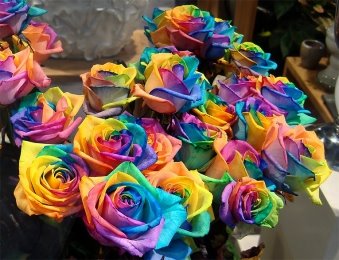 http://storage.agravery.com/uploads/files/8%20March/2017/Rainbow-rose.jpg