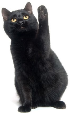 Картинки по запросу "рисунок черный кот с коричневыми глазами"
