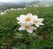 Описание: У Карпатах вперше масово зацвіла рідкісна квітка (ФОТО) - Четверта студія