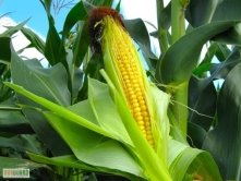 Описание: Результат пошуку зображень за запитом "поля кукурудзи обробляють гербіцидом"