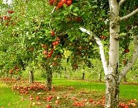 Описание: Результат пошуку зображень за запитом "яблуневий сад"