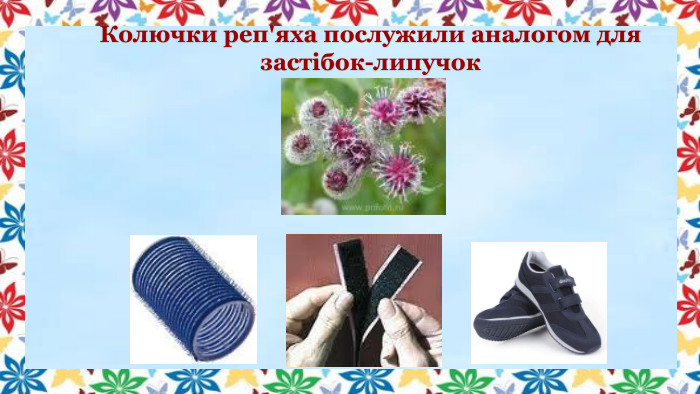 Колючки реп'яха послужили аналогом для застібок-липучок