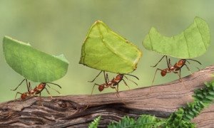 http://www.howmanyarethere.net/wp-content/uploads/2014/08/Leaf-cutter-ants-Atta-cep-003-300x180.jpg