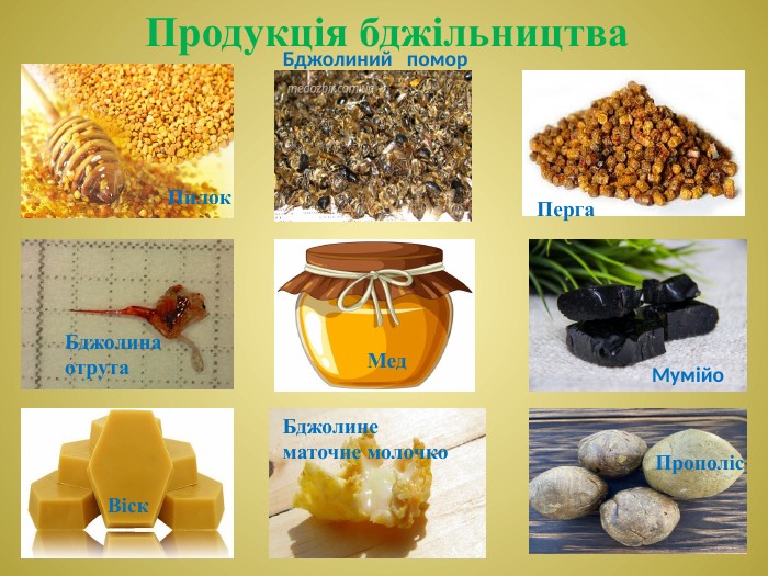 Продукція бджільництва. Мед. Віск. Пилок. Перга. Прополіс. Бджолина отрута. Бджолине маточне молочко. Мумійо. Бджолиний помор