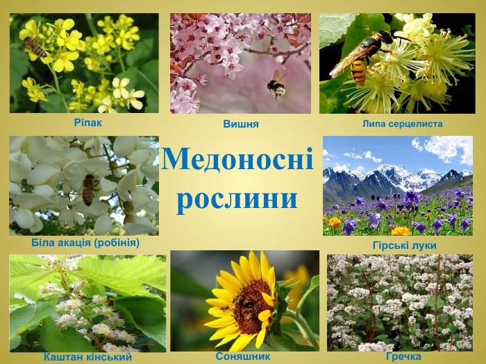 Медоноснірослини Біла акація (робінія)Липа серцелиста. Каштан кінський. Гречка. Соняшник. Ріпак. Вишня. Гірські луки