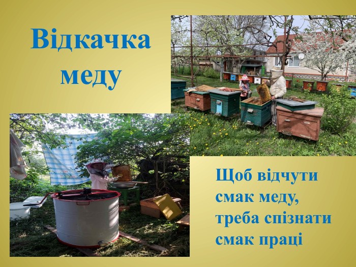 Відкачка меду. Щоб відчути смак меду, треба спізнати смак праці 