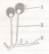 Результат пошуку зображень за запитом цвілевий гриб