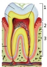 зуби 2 в