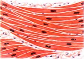 Картинки по запросу мышцы под микроскопом