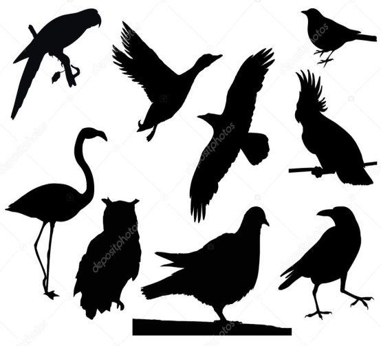 G:\ВІКТОРИНИ і цікаві уроки\до припутень птах року\ілюстрації до уроку\depositphotos_11014130-stock-photo-birds-silhouettes.jpg