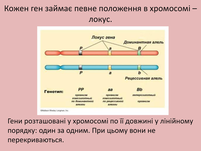 Кожен ген займає певне положення в хромосомі – локус. Гени розташовані у хромосомі по її довжині у лінійному порядку: один за одним. При цьому вони не перекриваються.