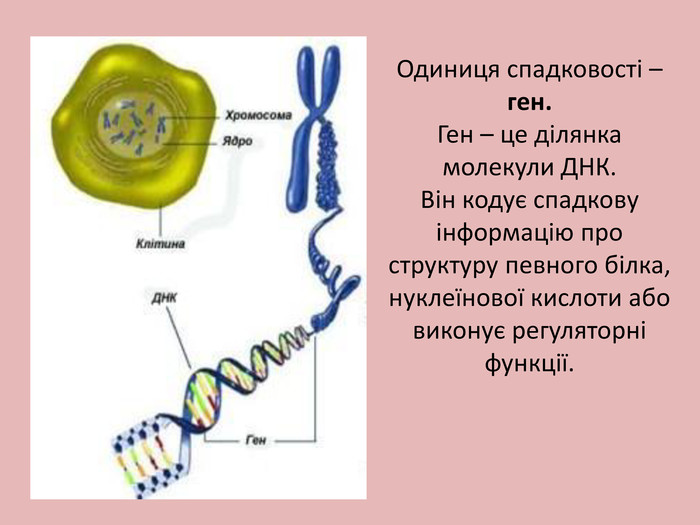Одиниця спадковості – ген. Ген – це ділянка молекули ДНК. Він кодує спадкову інформацію про структуру певного білка, нуклеїнової кислоти або виконує регуляторні функції.