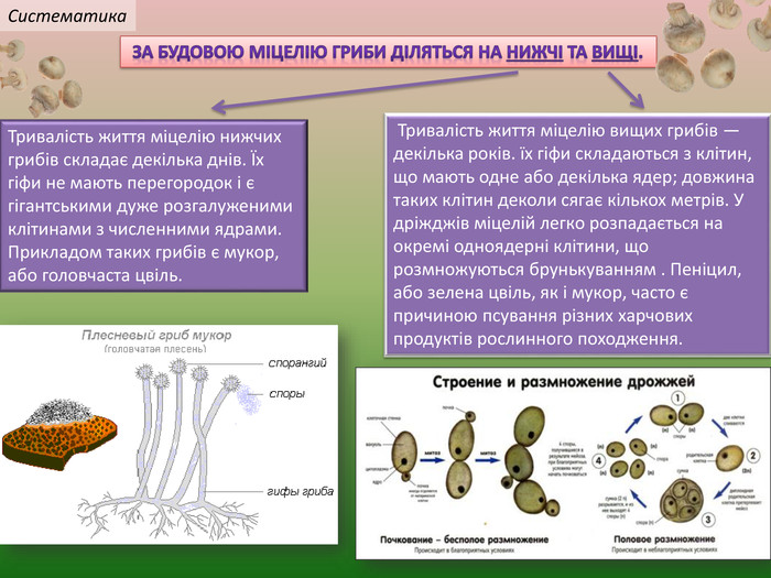  За будовою міцелію гриби діляться на нижчі та вищі. Тривалість життя міцелію нижчих грибів складає декілька днів. Їх гіфи не мають перегородок і є гігантськими дуже розгалуженими клітинами з численними ядрами. Прикладом таких грибів є мукор, або головчаста цвіль. Тривалість життя міцелію вищих грибів — декілька років. їх гіфи складаються з клітин, що мають одне або декілька ядер; довжина таких клітин деколи сягає кількох метрів. У дріжджів міцелій легко розпадається на окремі одноядерні клітини, що розмножуються брунькуванням . Пеніцил, або зелена цвіль, як і мукор, часто є причиною псування різних харчових продуктів рослинного походження. Систематика