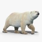 Картинки по запросу polar bear