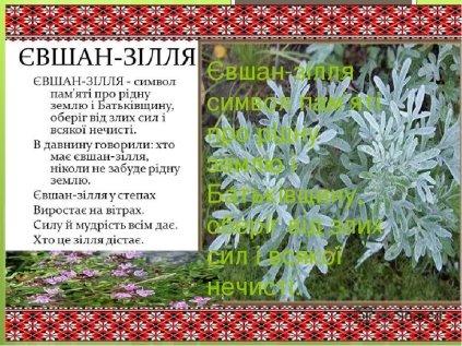 Чарівні рослини Н Кир'ян Євшан